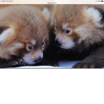Red panda mayhem