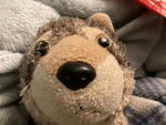 Mart is a cool dog