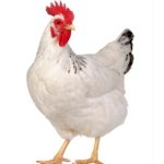 Chicken Soldiers united