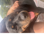 My little Ellie, princess group
