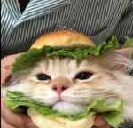 Kitty sandwich <: