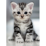 Cat Tribes