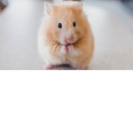 Hamster#####