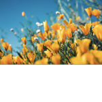 April’s sping<3