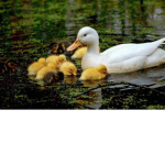 duck lord clan