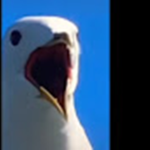 Surprised Birb's group