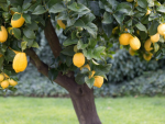 lemon lemons