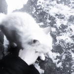 kittฯ