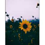 Sunny Sunflowerz