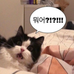 색깔나라 친구들