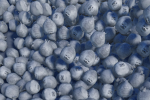 large ceels