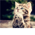 Cats & Kittens Lovers