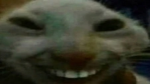 the_glingo