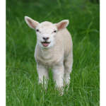 Sheep fam squad