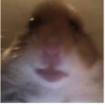 NUTS BOI