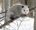 A forest group for people who like opossums