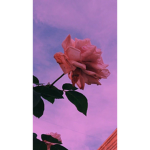 Fallinq Blxssms0