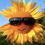 Sunflowers blooming seeds