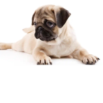 Dogs cheekywoof