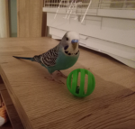 aboskas parrot