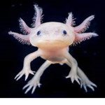 Axolotl ar de best so join