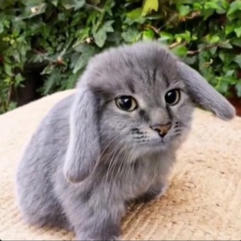 Blessed's Donation Box