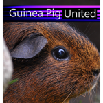 Guinea Pig United