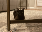 giwven