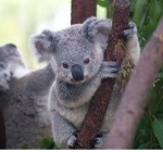 TeamKoala14