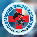 Clearwater Marine Aquarium | CMA