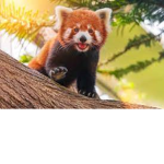 Red panda group...