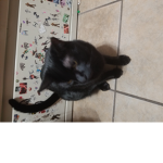 Mine CAT'S