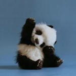 baby animals :)