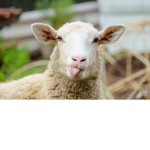 Bobby the sheep squad