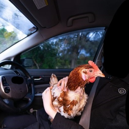CHICKEN RACE