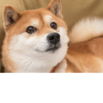 Team doge 'n' shibe
