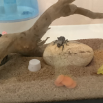 Crested gecko group