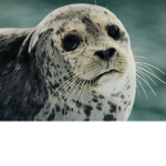 Seal’s sea