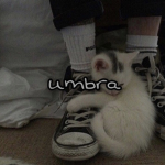 umbra。