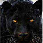 The og Panther gang