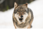 Wolf Squad XD