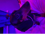Sausagedoggroup