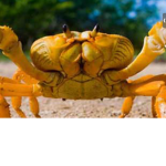 Crabby crabs