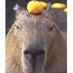 Capybara vibe club