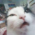 TAZB