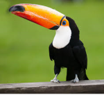 Toucan Bros Studios