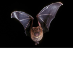 #team bats forever