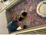Lex’s army
