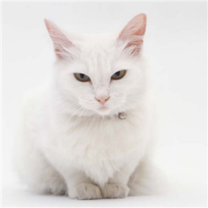 cat Roblox decal