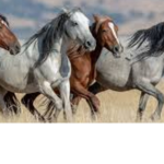 Trot group ) horse group